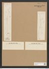 Amphiprora decussata var. septentrionalis Grun. (de-Toni-Nr.: Genus 29, Species 1319) Zeichnungen Sammlung Grunow Nr. 2546 (NHMW-BOT-W0369722)